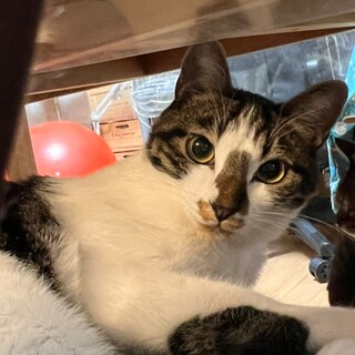 無邪気な男の子♡グラくん