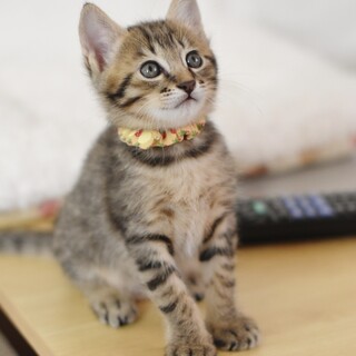 ミルク育ちの甘えん坊美男【桃李】【桃弥】