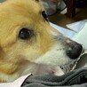 ハナミズキ17