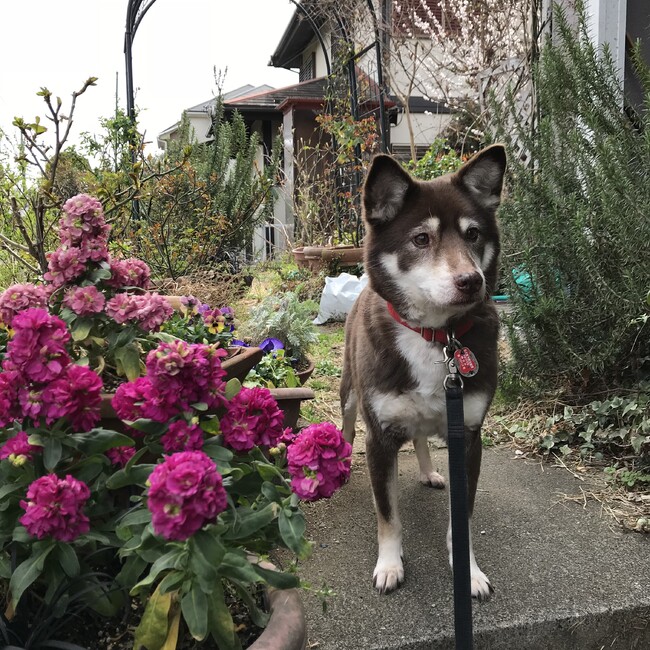 ハナミズキ17のカバー写真