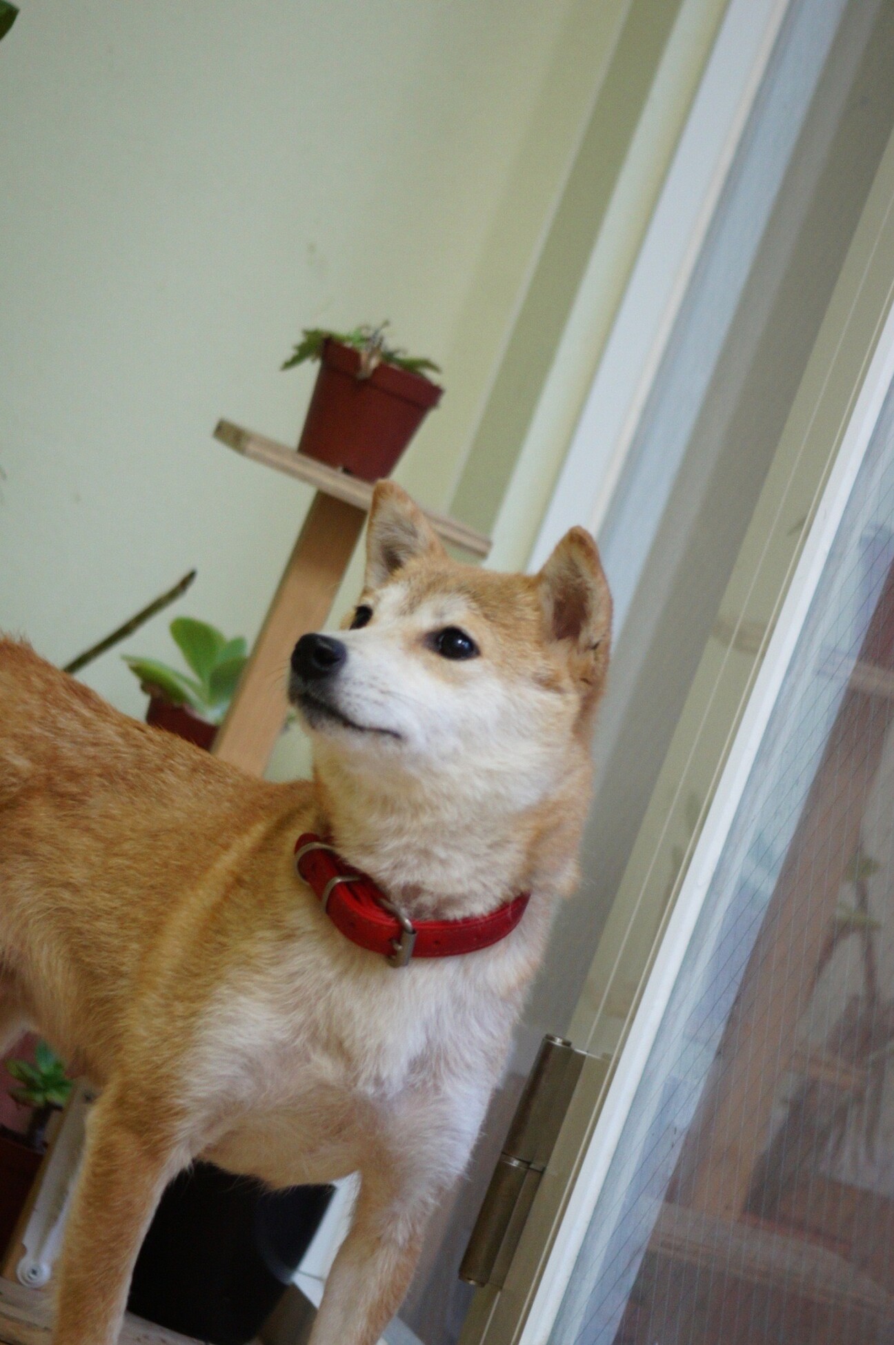 キリッとしたお顔の若くて 東京都 犬の里親募集 ペットのおうち 月間利用者150万人 キリッとしたお顔の若くて 東京都 犬の里親募集 ペットのおうち 月間利用者150万人