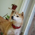 キリッとしたお顔の若くて優しい柴犬　モモちゃん♪
