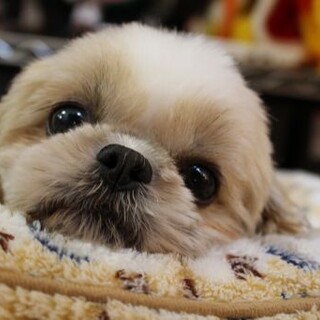 かぷちゃん　推定６歳