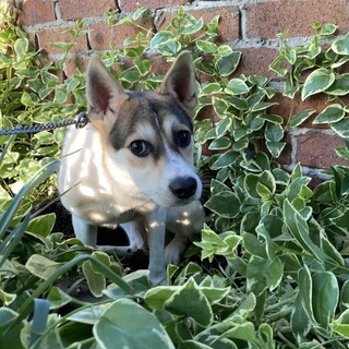 恥ずかしがり屋のチーノちゃん