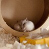 うえりょう