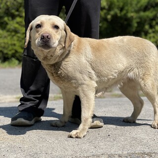 イエローラブの女の子