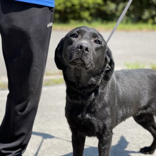 黒ラブの女の子(一旦停止)