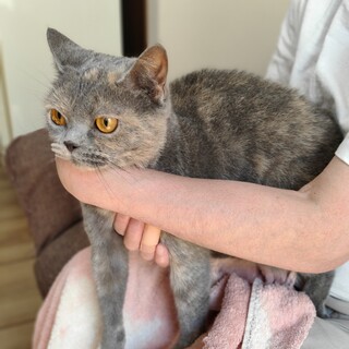 繁殖引退、里親募集！！ブルークリームみかんちゃん
