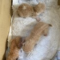 保護仔猫3匹里親募集