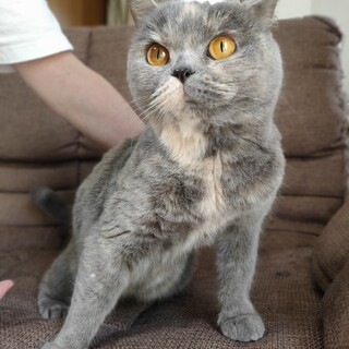 繁殖引退、里親募集　ブルークリーム　タマちゃんです