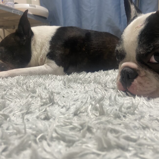 hachi-mamaのカバー写真