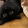 せたかーさん