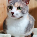 パステル三毛♪超美猫のクレハちゃん