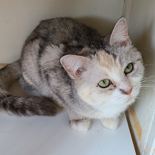 脚が長めのマンチカン