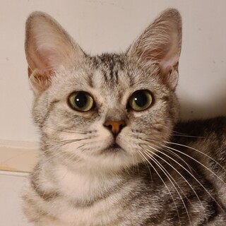 人懐っこいアメリカンショートヘアの夏