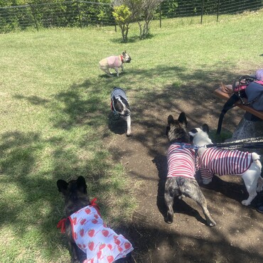 別府湾ICドッグラン