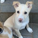 垂れ耳の可愛い仔犬男の子