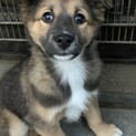 モフモフの男の子