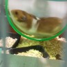 ゴールデンハムスター生後3ヶ月 サムネイル2