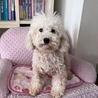 トイプードルの里親募集！
