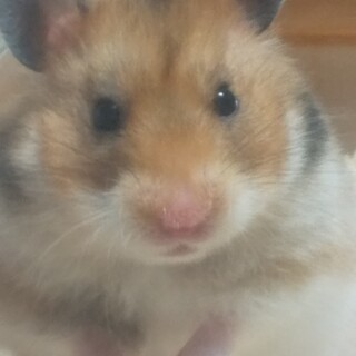 ゴールデンハムスター赤ちゃん