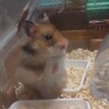 ゴールデンハムスター赤ちゃん サムネイル2