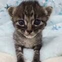 トライアル！リュカ♂250g