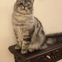 サイベリアン　ボブくん　ハンデなんか負けないぞ！