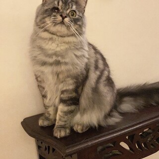 サイベリアン　ボブくん　ハンデなんか負けないぞ！