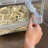 レミング大好き