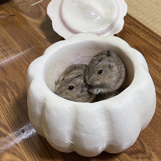 レミング大好きのカバー写真