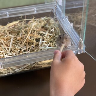 ステップレミングさんの子供☆里親募集