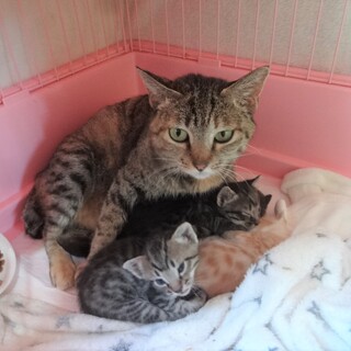 【募集停止】母猫は元いた山間部にリリース予定①