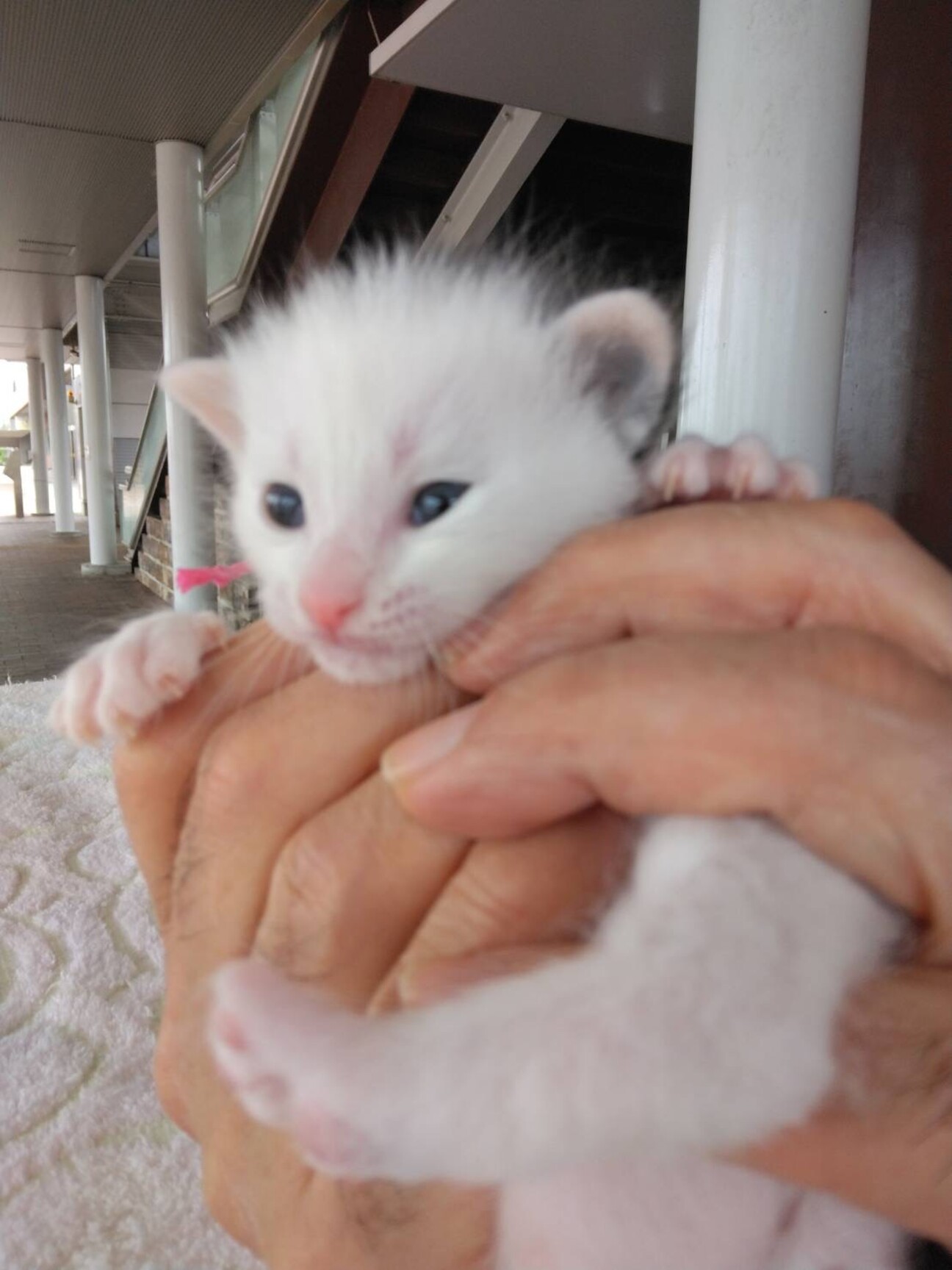 子猫3週 背中に天使の羽 愛媛県 猫の里親募集 4106 ペットのおうち 月間利用者150万人
