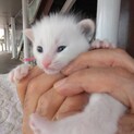 子猫3週、背中に天使の羽ちゃんです。