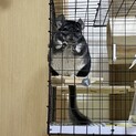 1歳のチンチラくん✨
