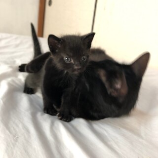 黒猫ファミリー
