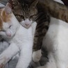 ささお0503