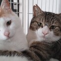飼い主他界　成猫　里親募集