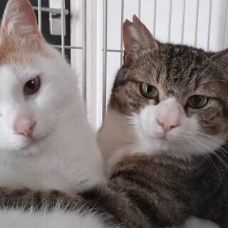 飼い主他界　成猫　里親募集