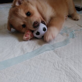 ふぁふぁ可愛い女の子（優麗ちゃん）