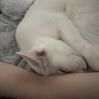 こはく
