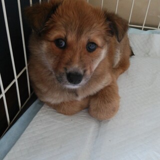 モフモフのおっとりさん（康喜くん）