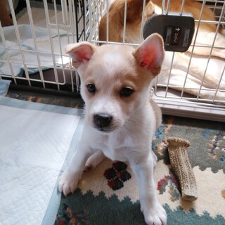 兄妹の中で1番小さい男の子（翔くん）