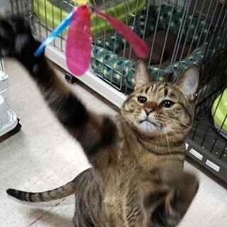 優しくてシャイでおだやかな性格の男の子