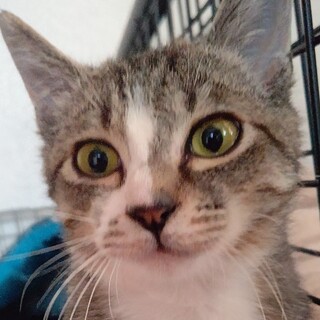 寂しくなるとにゃーーーーーーと長く呼ぶみのるちゃん