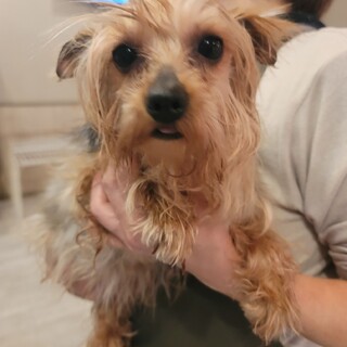 ヨーキー♪シャッテちゃん♪里親絶賛募集中！