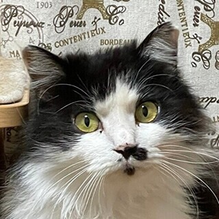 6/5　譲渡会参加予定☆ゴーマーちゃん