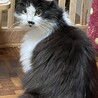 6/5　譲渡会参加予定☆ゴーマーちゃん サムネイル6