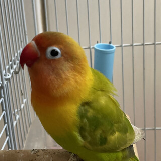 ボタンインコの里親募集